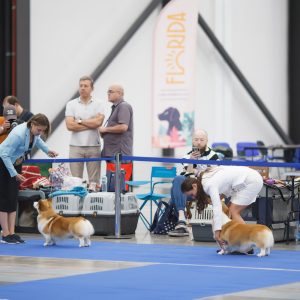 «Город собак», «Экспофорум» 2022