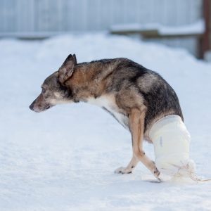 Приют "Особый друг"