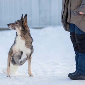 Приют "Особый друг"