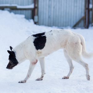 Приют "Особый друг"